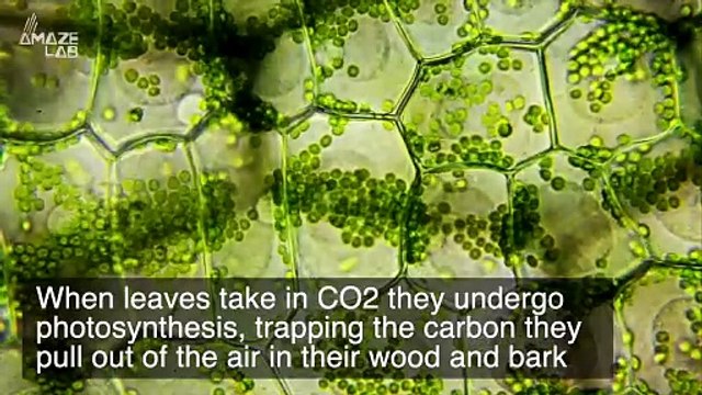 It’s Right in Front of Us! Trees Can Be a Huge Factor in Preventing Climate Change