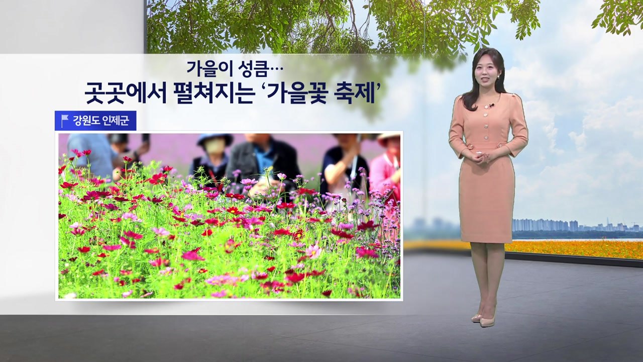 [이슈날씨] 가을이 성큼...곳곳에서 펼쳐지는 '가을꽃 축제', 내일도 온화한 가을...