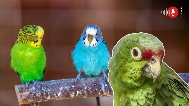 Lista de animales permitidos y prohibidos como mascotas en Colombia: evite multas y sanciones