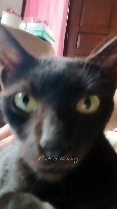 Angry or Chatty? Funny black cat ever 😁