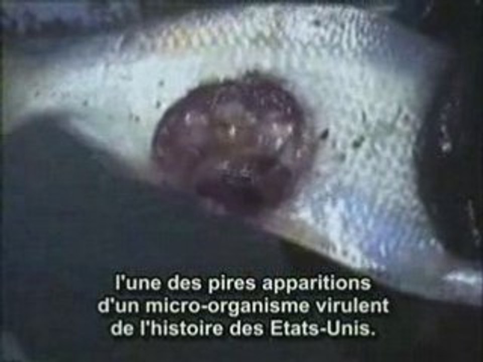 La peche extrait earthlings