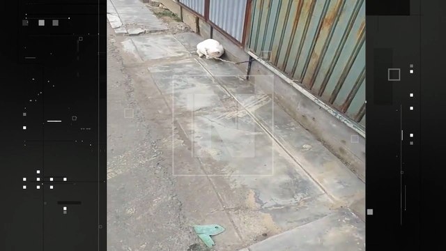 VIDEO: Vecinos denuncian cruel maltrato a un gato en la zona norte de Cochabamba