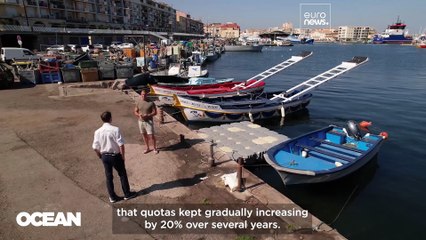 Europe’s bluefin tuna made a remarkable comeback. Will it last?