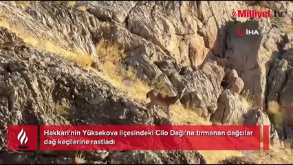 Cilo Dağı'nda sürpriz karşılaşma! Görür görmez telefona sarıldılar