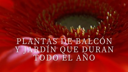 Plantas de balcón y jardín que duran todo el año