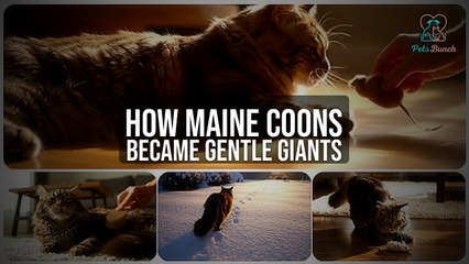 The History of Maine Coons: How They Became Gentle Giants
