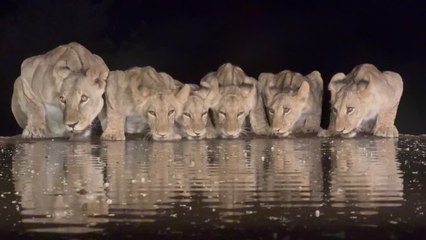 Lions Captured in Stunning Water Reflections