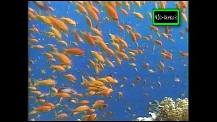 Vida Salvaje: Malicia, Sobrevivencia Marina - Documental (1994) - Español Latino