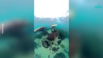 Amazing Moment Woman Starts Swimming With Wild Sea Lions