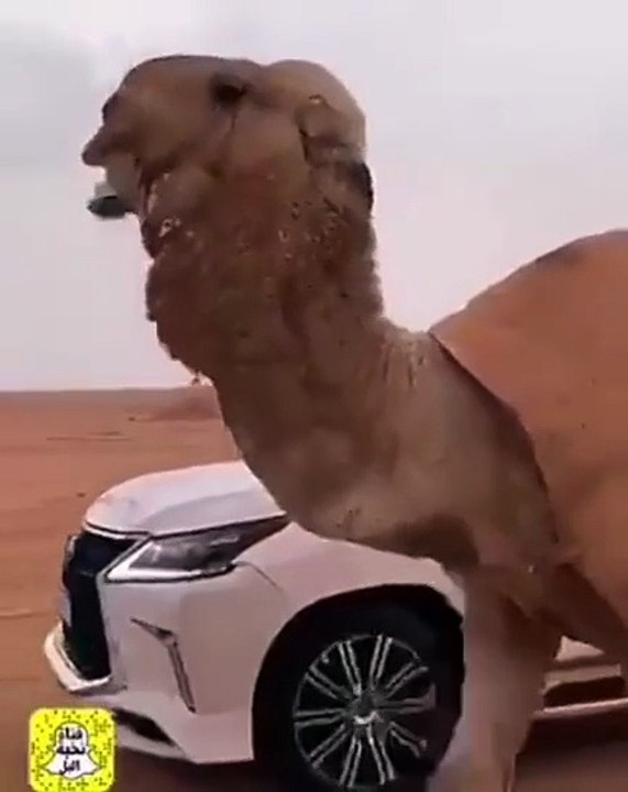 أغلى جمل بالعالم يصل سعره 200 مليون ريال سعودي....