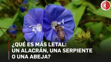 ¿Qué es más letal: un alacrán, una serpiente o una abeja?