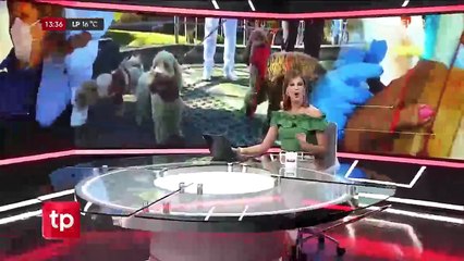 10 perros callejeros atacaron a una mujer en El Alto