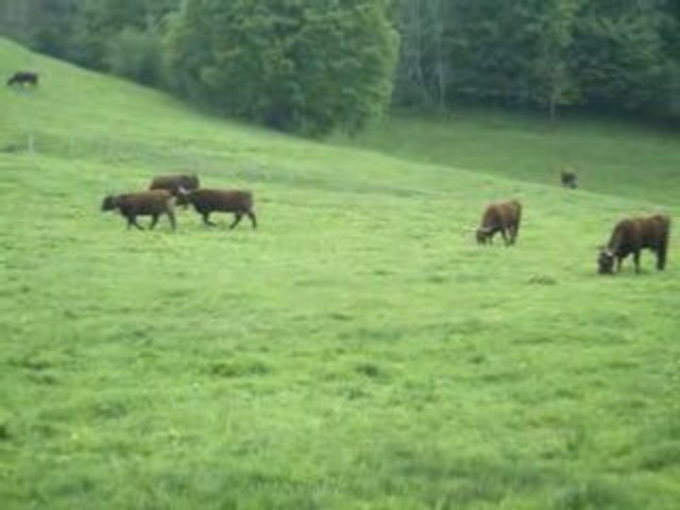 Vaches et sonnailles