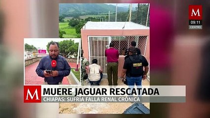 Muere jaguar rescatada en Chiapas; sufría falla renal crónica