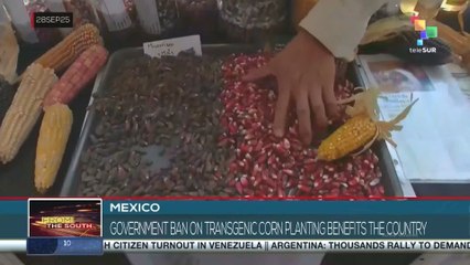 Mexico, govt. ban on transgenic corn planting benefits the country