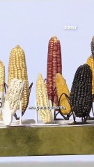 Anuncia gobierno federal programa para proteger 64 razas de maíz criollo