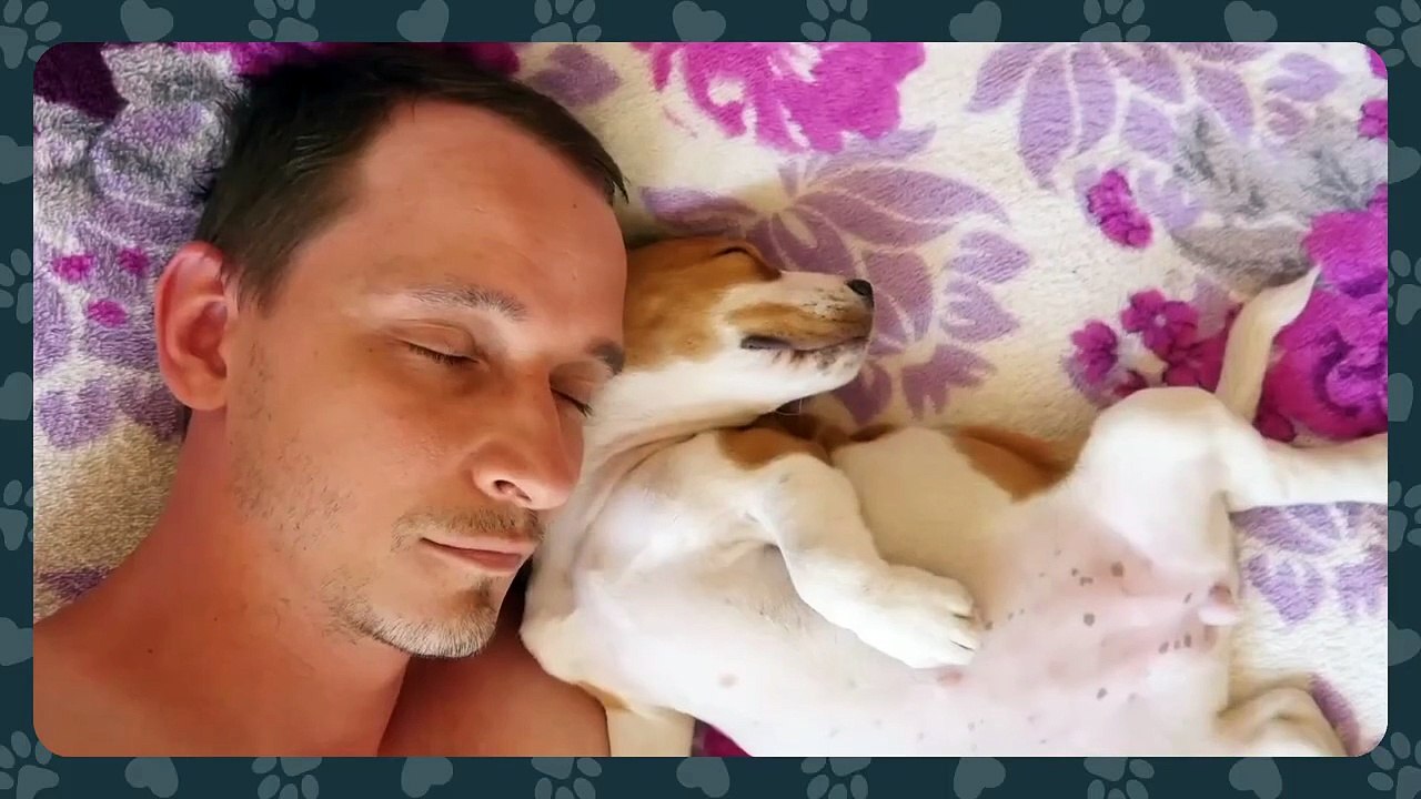 🐶_ If Your Dog Sleeps in Your Bed  Here’s What It Means