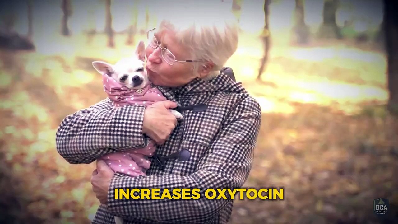Can Dogs Really Help With Anxiety_