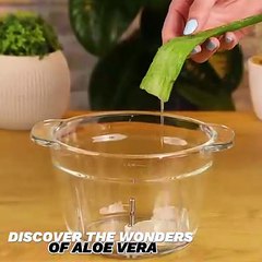 Discover the wonders of aloe vera