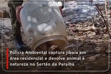 Polícia Ambiental captura jiboia em área residencial e devolve animal à natureza no Sertão da Paraíba