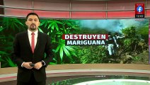 Autoridades de Chihuahua destruyen más de 400 mil plantas de marihuana