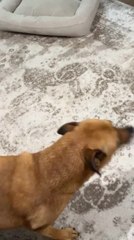 Dog's Dramatic Reaction to Being Called Bad Dog