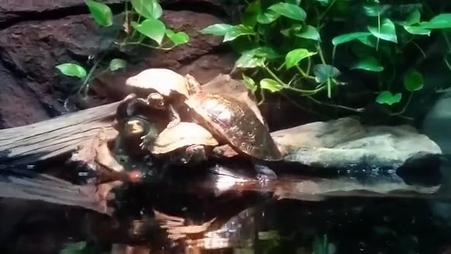 Watch the funniest animal funny video with adorable cats dogs and pets doing crazy stuff