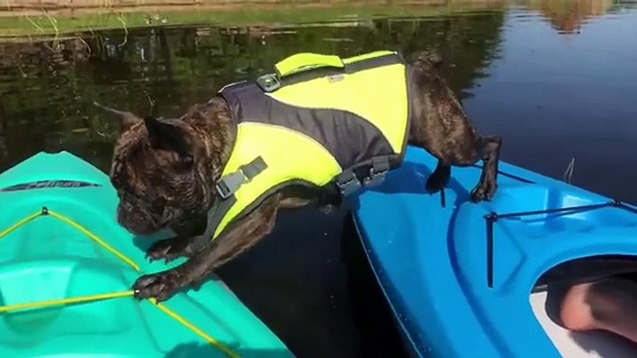 Animal funny video try not to laugh challenge with nonstop pet fails and hilarious moments