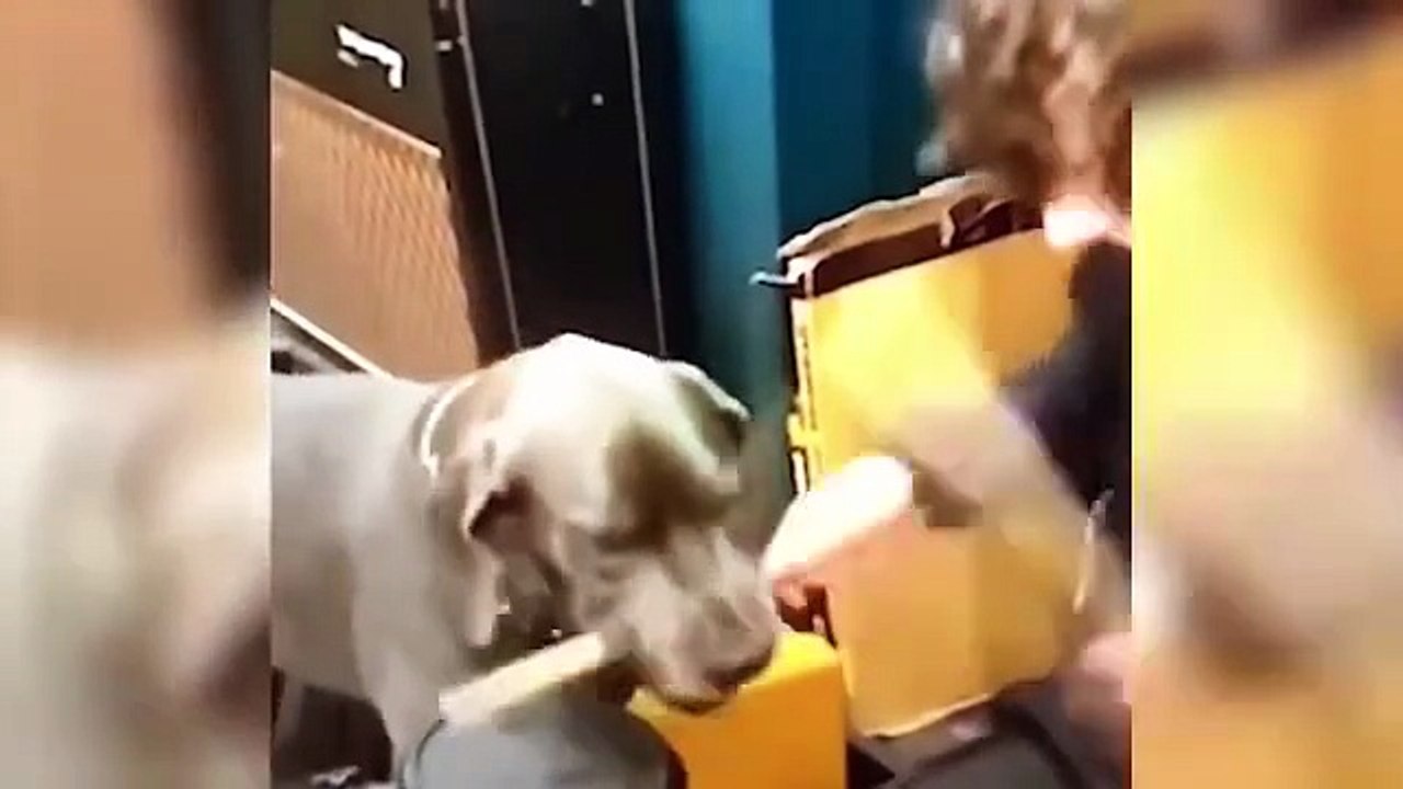 Funny Animals 2025 Try Not to Laugh Challenge Best Pet and Animal Fails