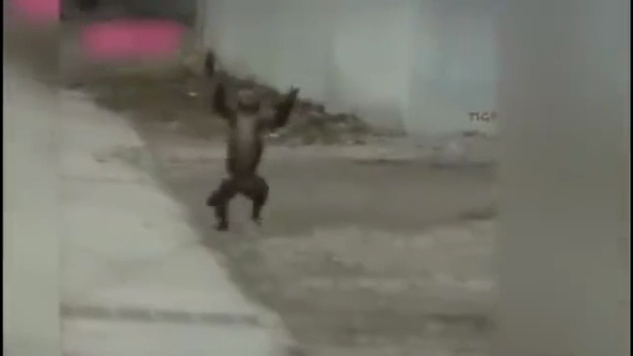 Funny Animals Best Pet Videos Cute Animal Reactions and Fails 2025