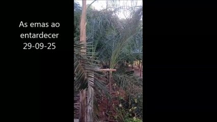 A sementinha no chão   Editado pela Raquel dos Santos Silva