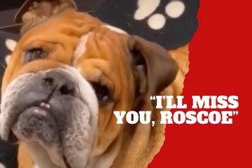 I’ll miss you always Roscoe heartbreaking goodbye as Lewis Hamilton loses his beloved dog