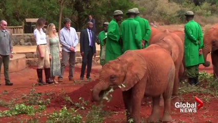 فيديو.. فيل يهاجم ميلانيا ترامب ويضعها في موقف مُحرِج
