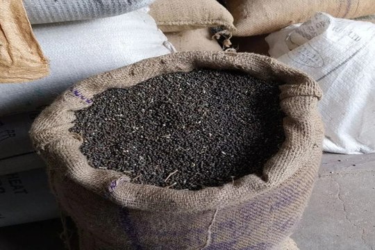 swm news: यहां खटाई में उड़द की समर्थन मूल्य पर खरीद