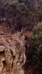 markhor at the edge of the high rock  surah al ikhlaas - egzonibrahimi #recitation