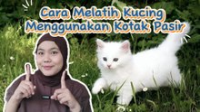 Begini Cara Melatih Kucing Menggunakan Kotak Pasir-Serus Ini Hewan?