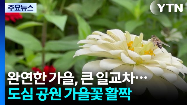 [날씨] 완연한 가을, 큰 일교차...도심 공원 가을꽃 활짝 / YTN