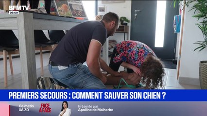 Premiers secours: comment sauver son chien ?