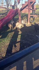 Pygmy Goats at Kitchen Kettle Village