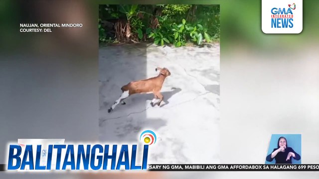 Kambing na si Kulet, kinagigiliwan sa pagiging makulit | Balitanghali