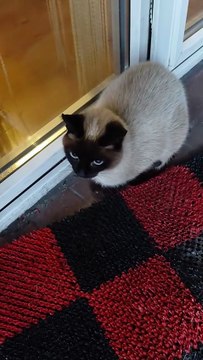 A Fluffy Ball Waiting For Breakfast :) #shorts #cats #funny #funnycats #viralcats #cute #fyp