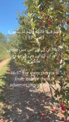 🌿 Eternal delights, endless blessings."For them is fruit, and whatever they desire."#QuranVerse #PeacefulHeart #IslamicReminder