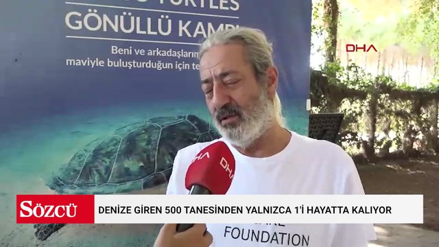 Denize giren 500 tanesinden yalnızca 1'i hayatta kalıyor