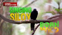 Ibong mala-singer, matatagpuan sa bansa?! | Born to be Wild