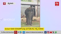 ಮೈಸೂರು ದಸರಾ: ರೂಪ, ಹೇಮಾವತಿ, ಶ್ರೀಕಂಠ ಆನೆಗಳಿಗೆ ಒಲಿದ ಅದೃಷ್ಟ!