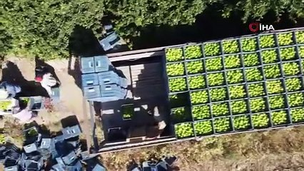 Sofranın tadı kaçtı; o da artık zengin meyvesi oldu; Türkiye'ye değil, yurtdışına satılıyor!