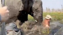 Terror en el safari: en elefante embiste a un turista y hunde a una mujer