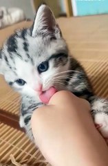 cute animals 😼cute kitten #viral #cat #cuteanimals