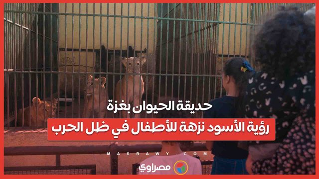 حديقة الحيوان بغزة.. رؤية الأسود نزهة للأطفال في ظل الحرب