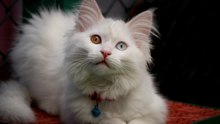 Van'da Kedi Villası'nda doğum sezonu tamamlandı